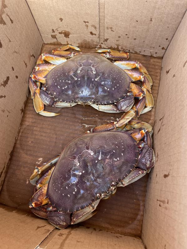 Westport crabs uncooked